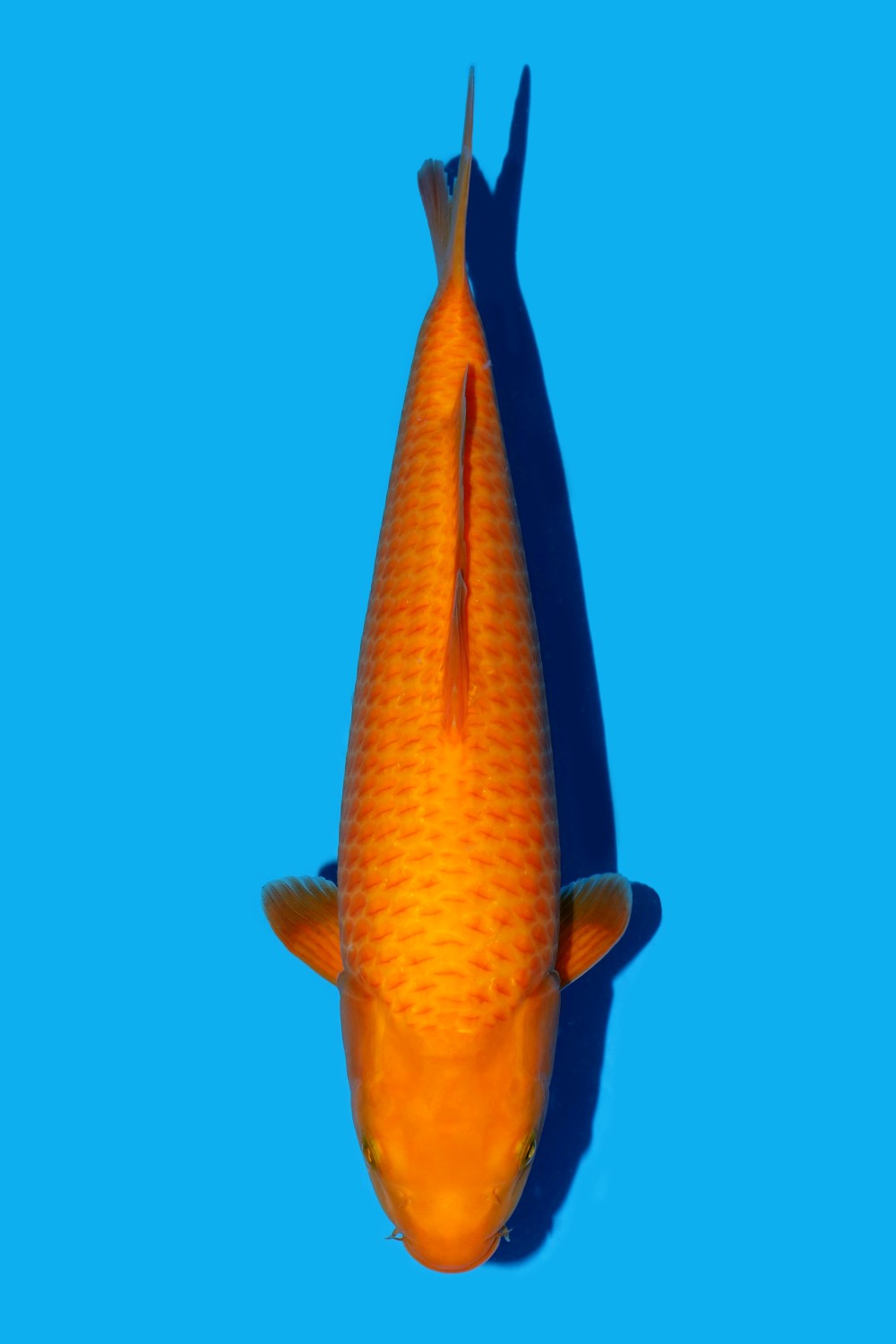 Juara 1