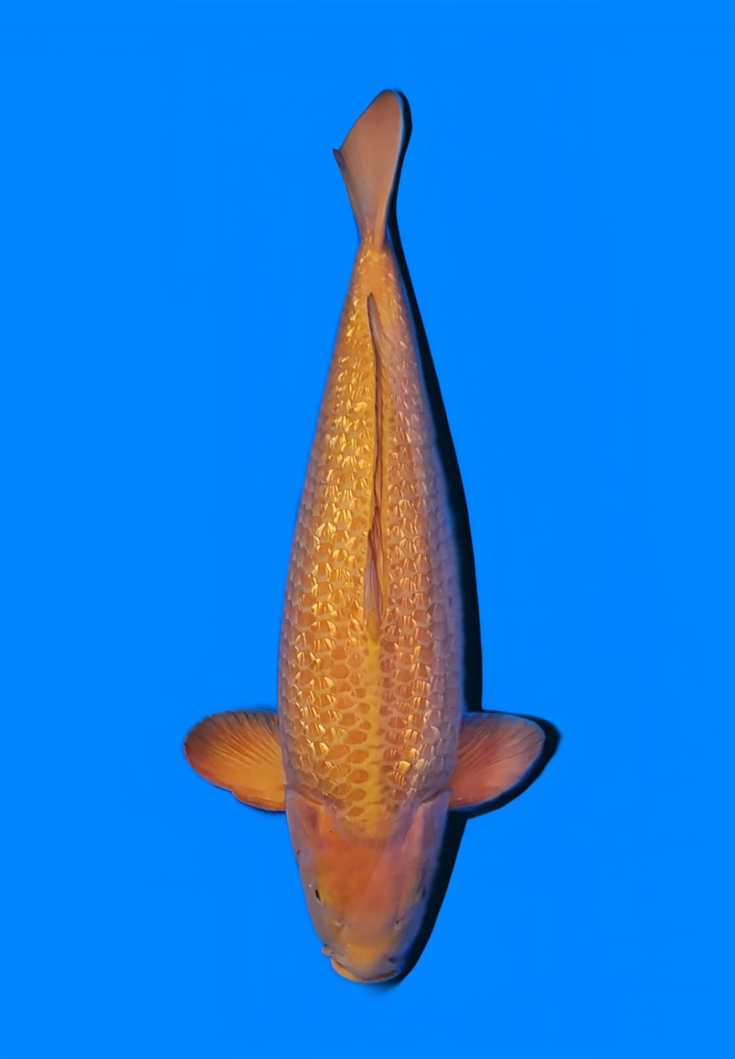 Juara 4