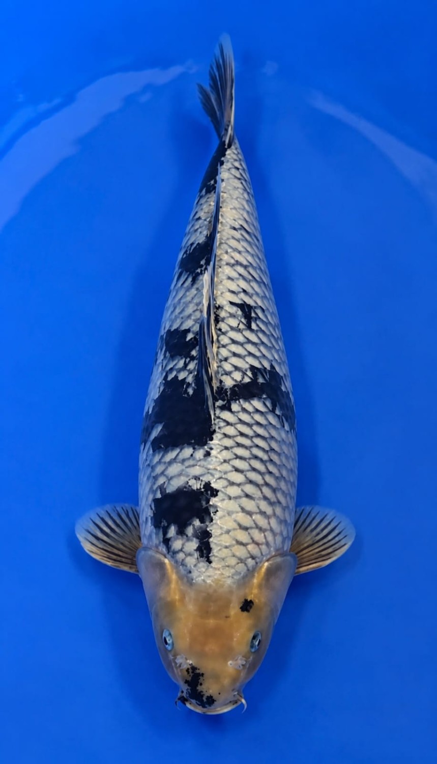 Juara 3