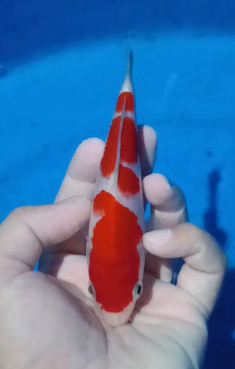 Ikan Koi Kohaku