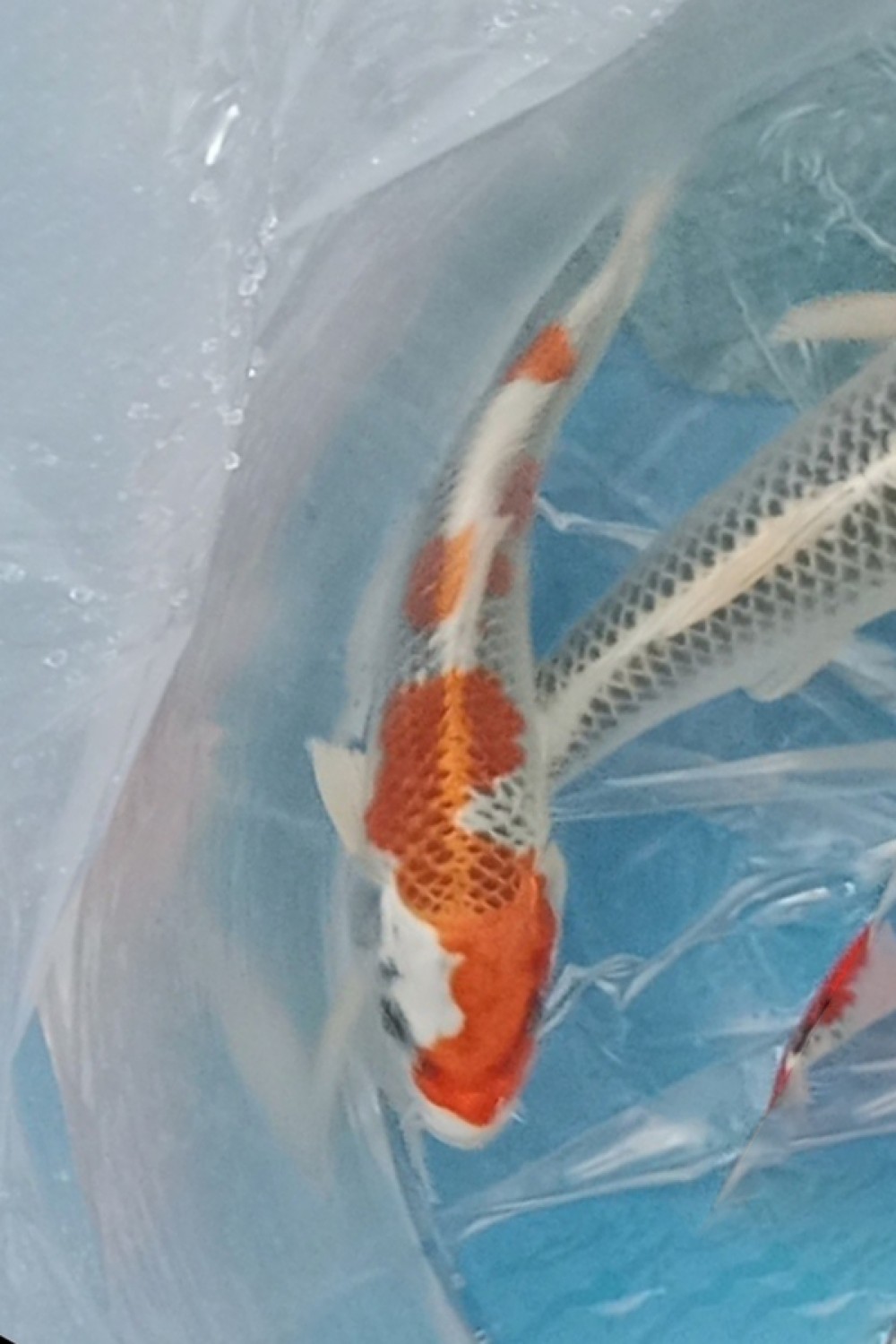 Best In Size B 13 - 15 cm