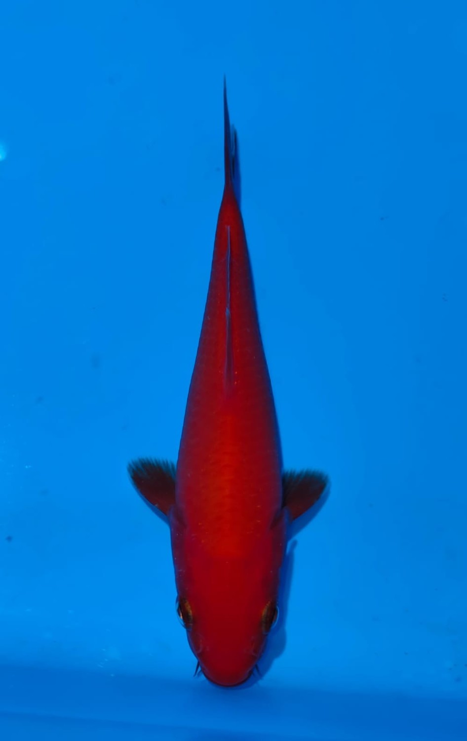 Juara 1