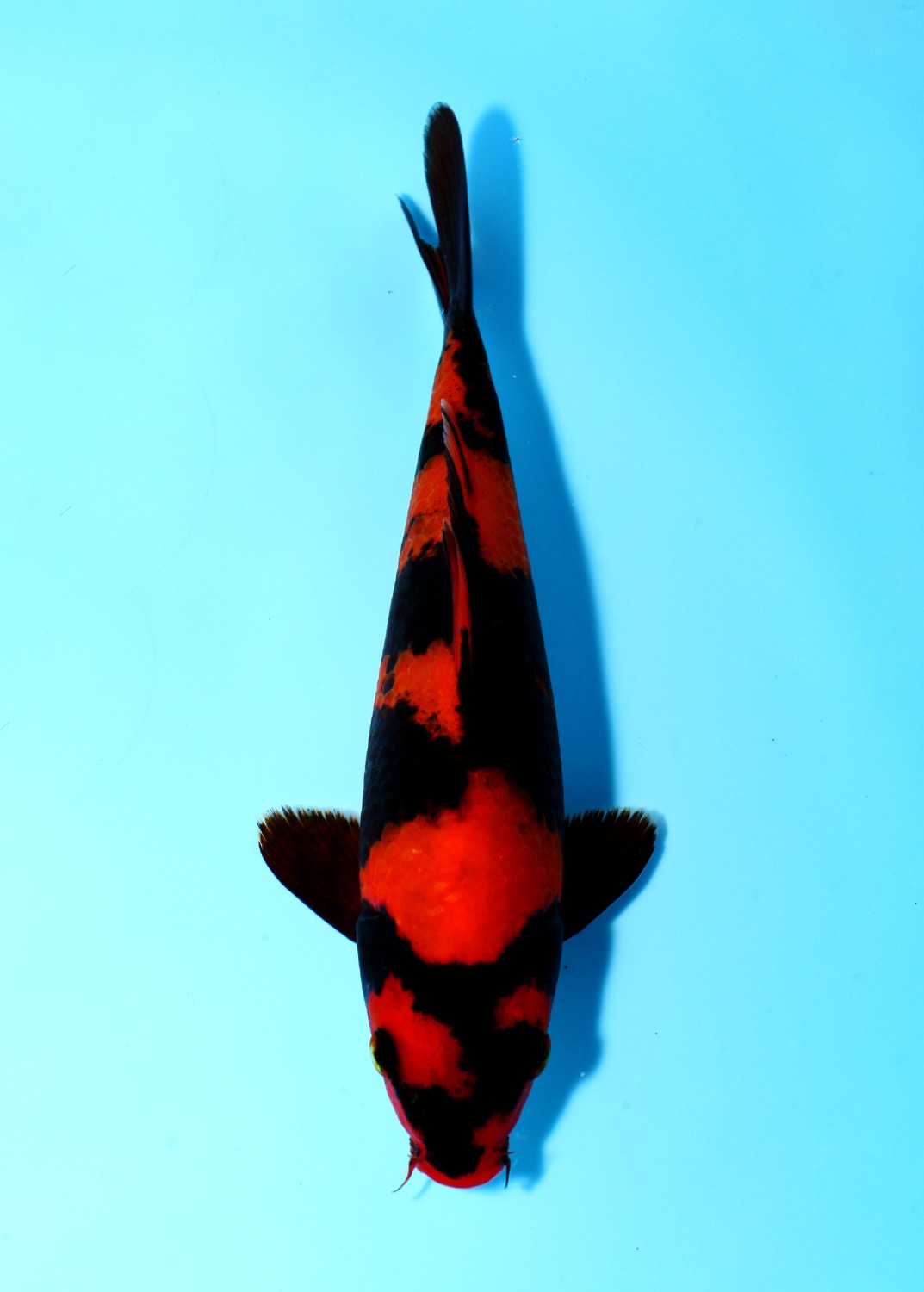 Juara 2