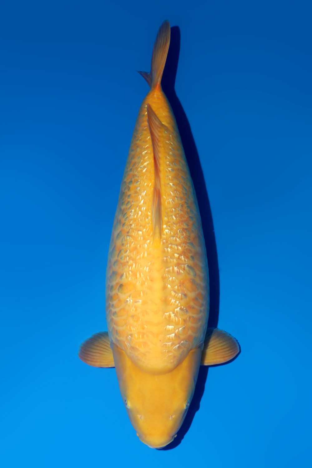 Juara 2
