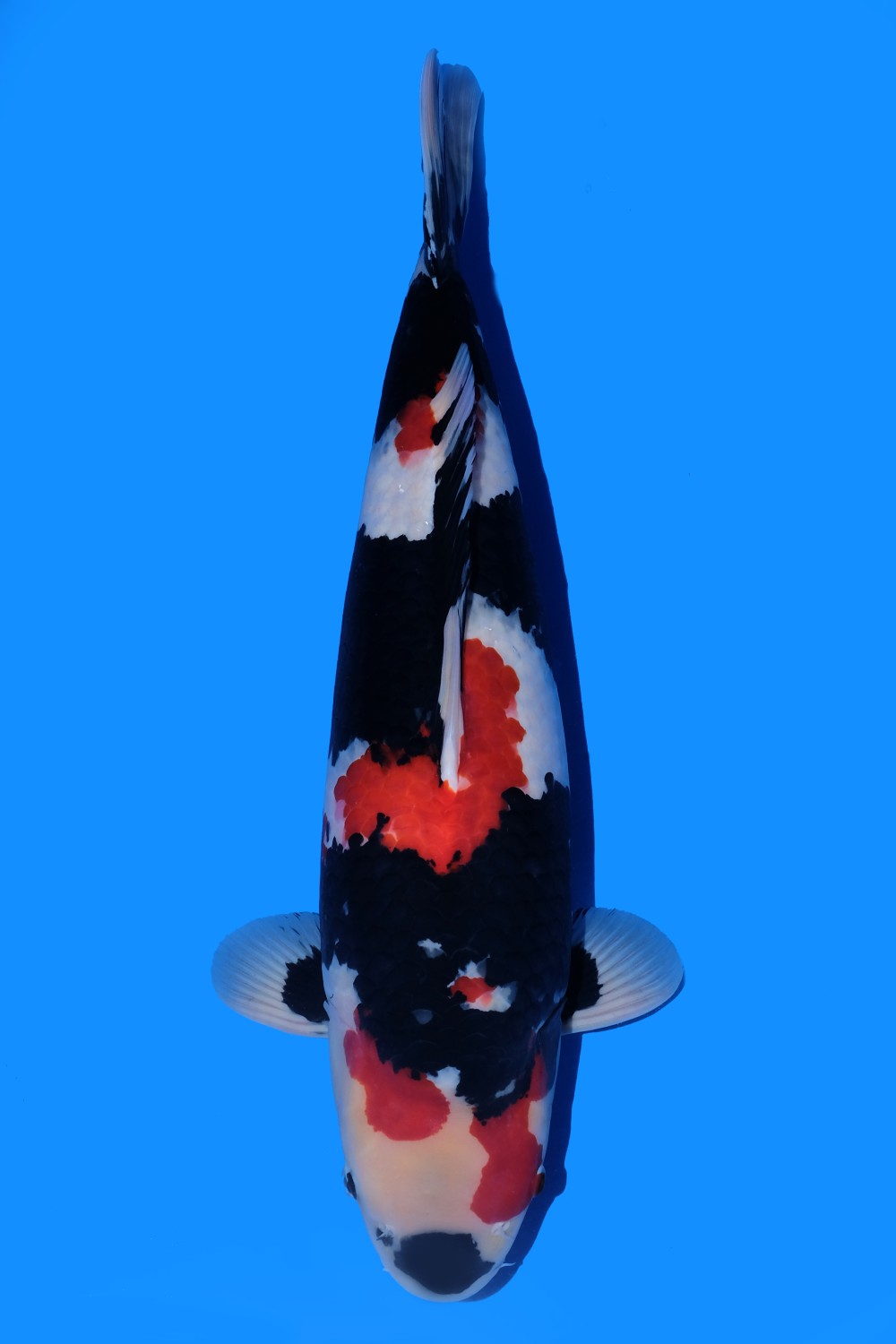 Juara 1