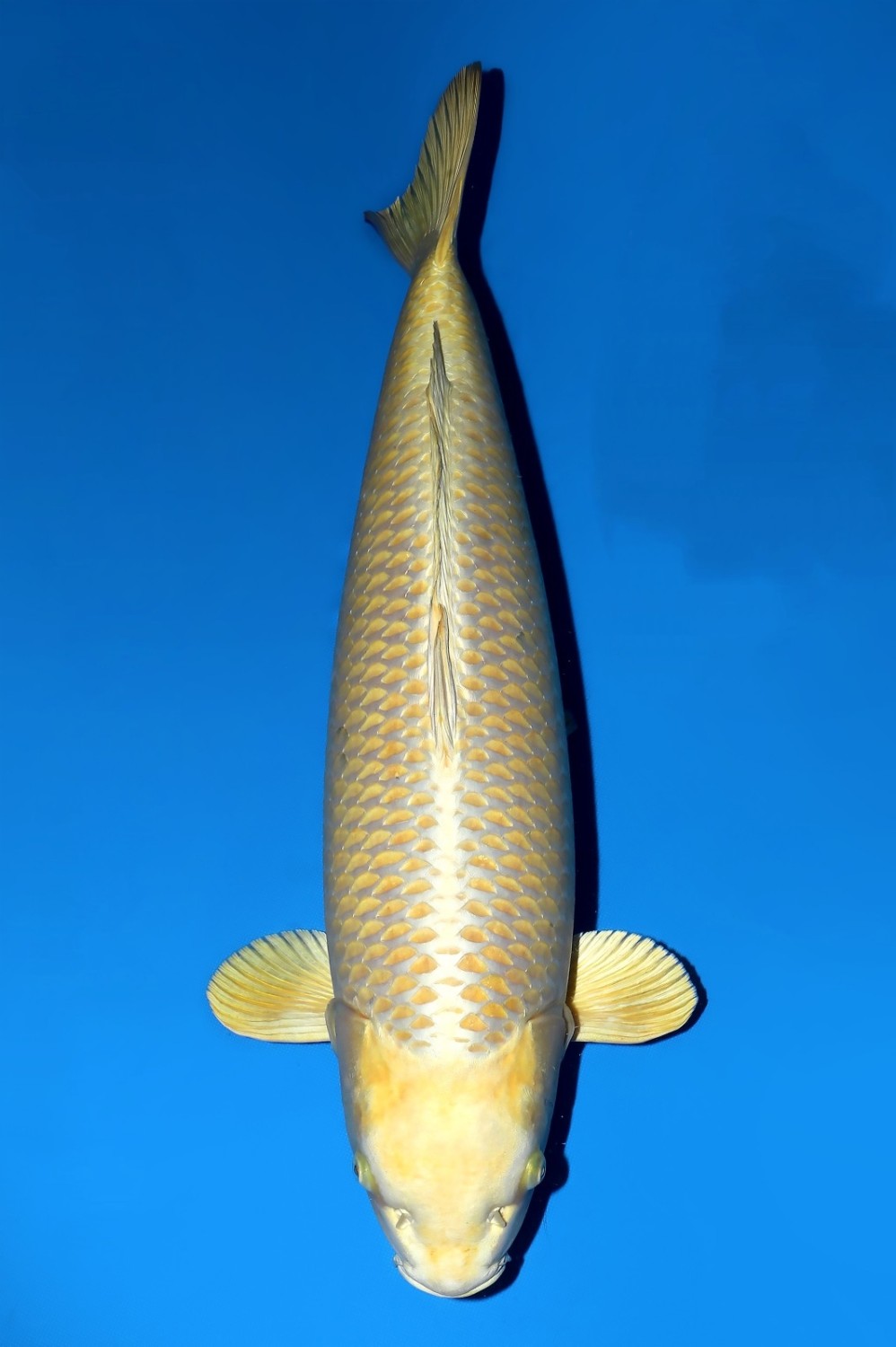 Juara 2