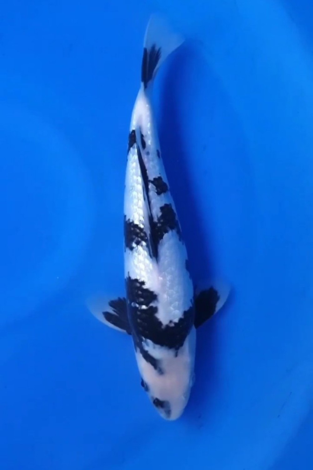 Ikan Koi Kinginrin B