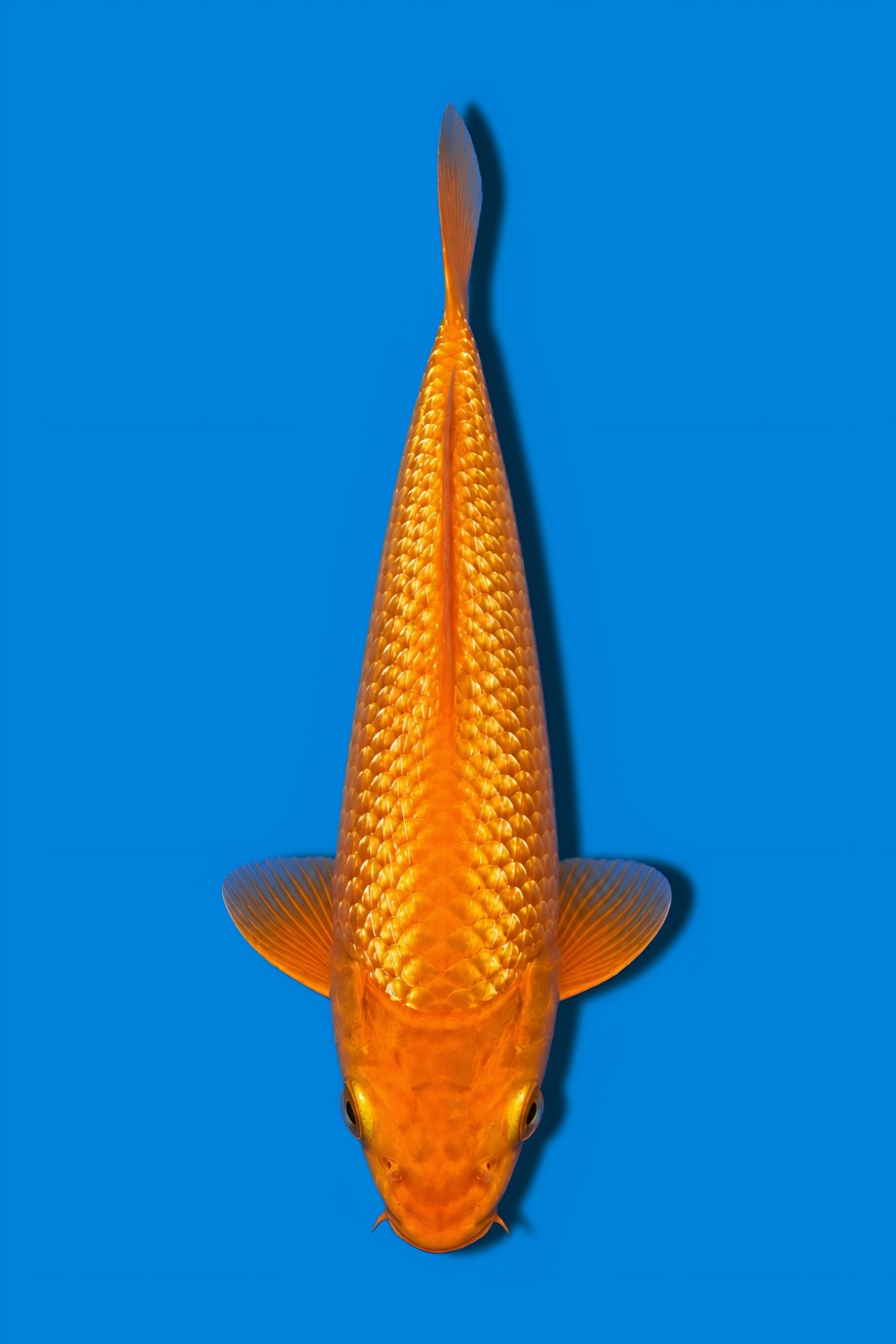 Juara 1