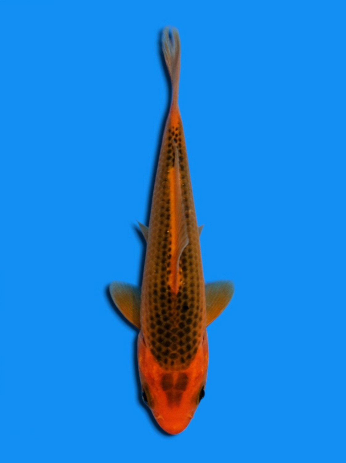 Juara 2