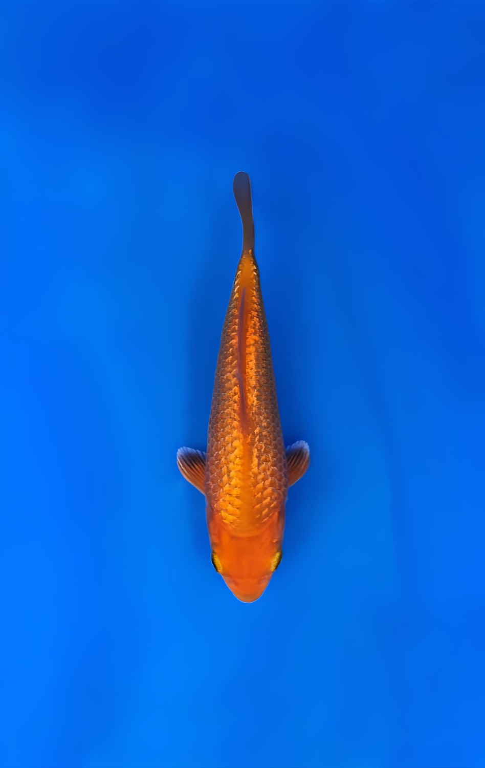 Juara 5