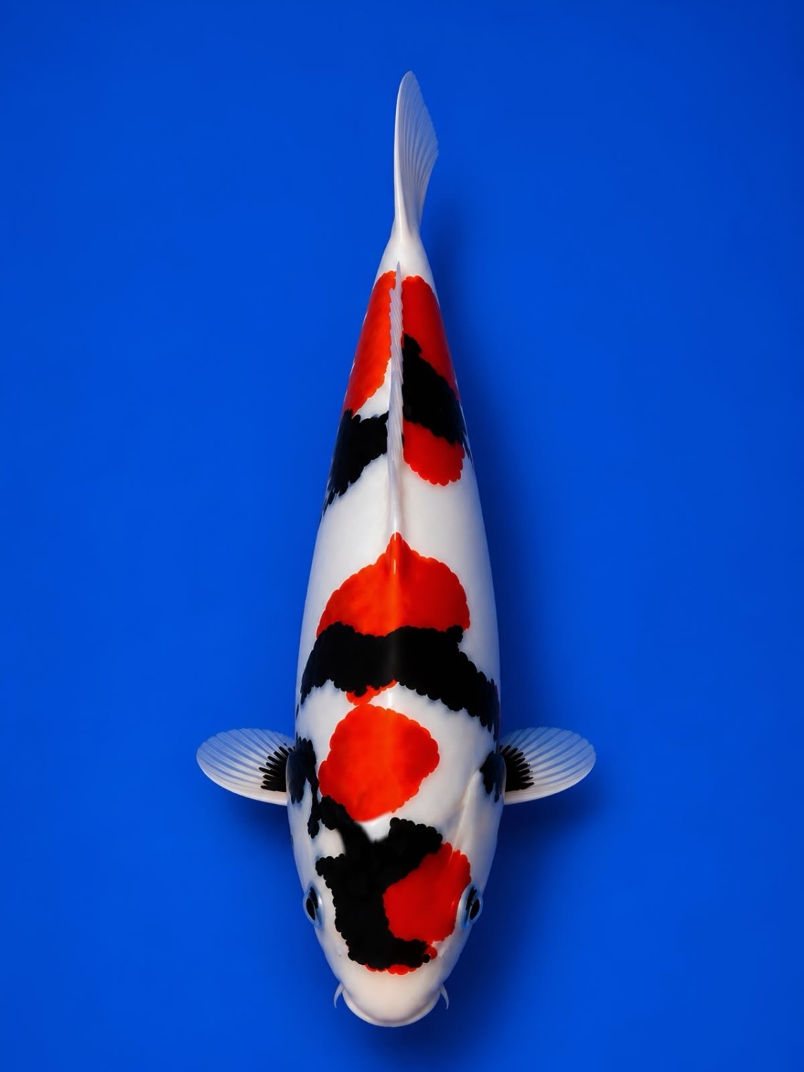 Best In Size C 21 - 25 cm