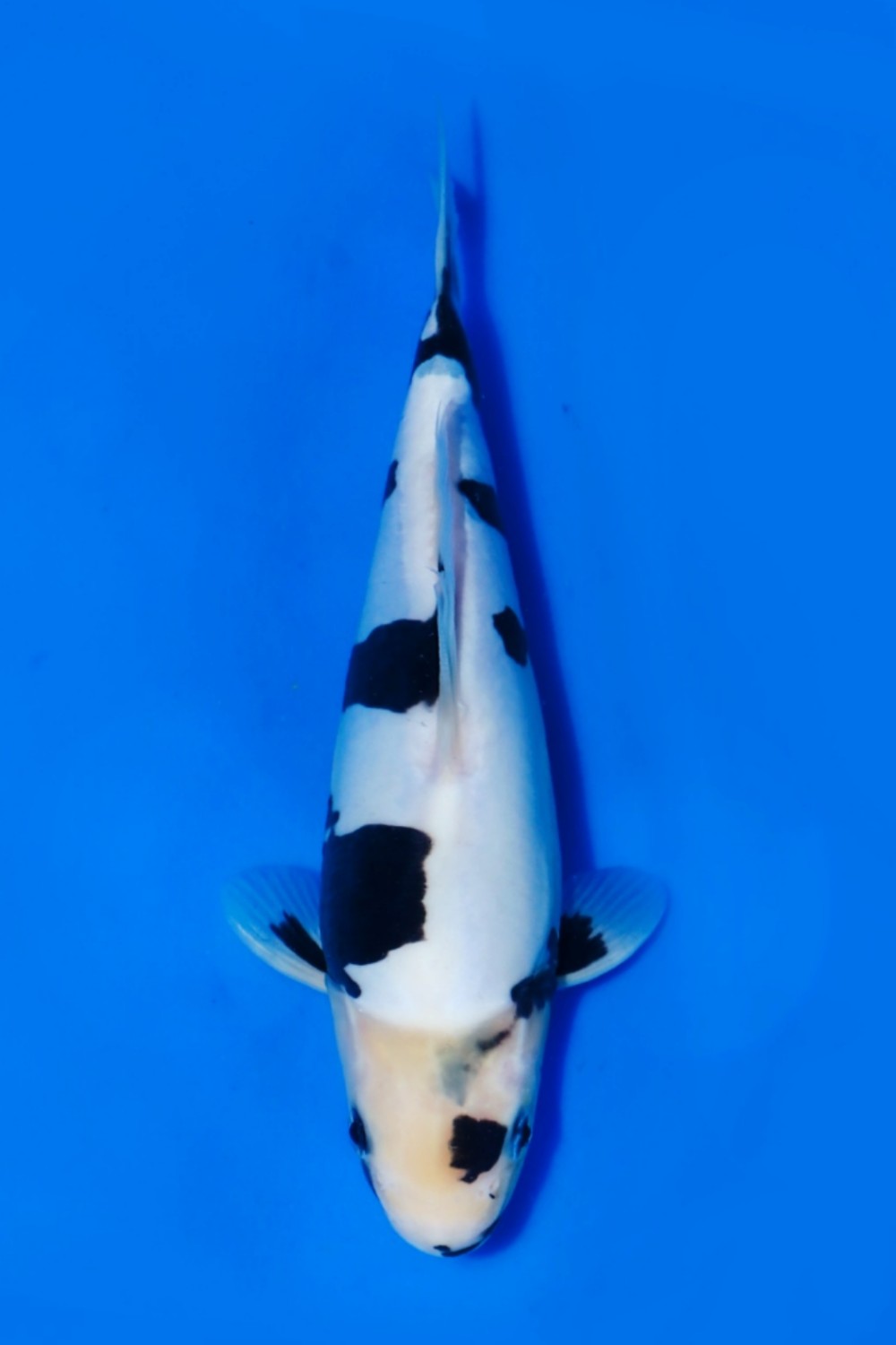 Juara 2