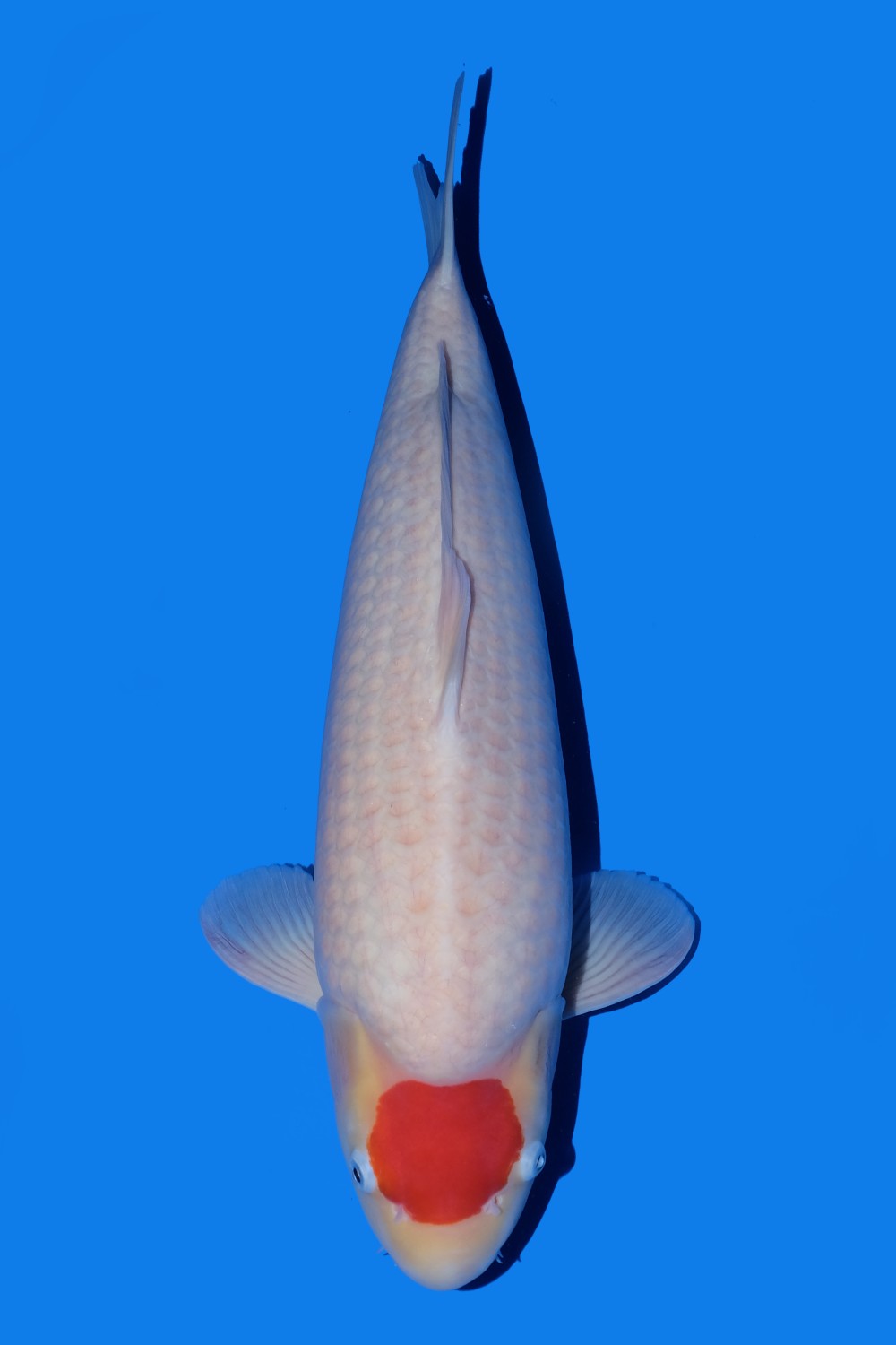 Juara 1