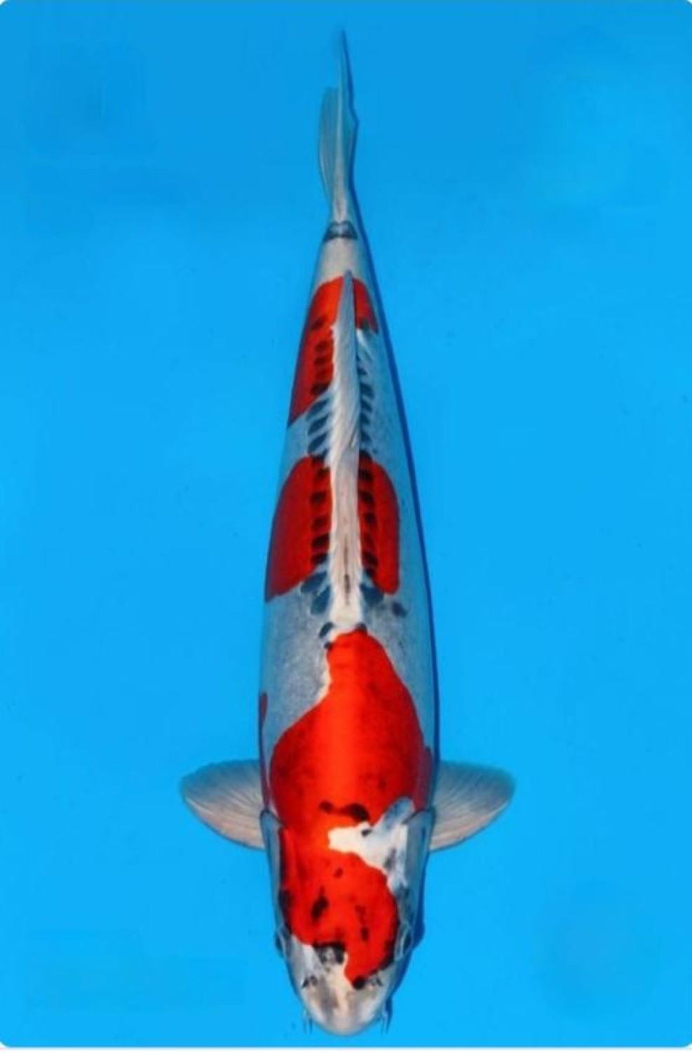 Juara 1