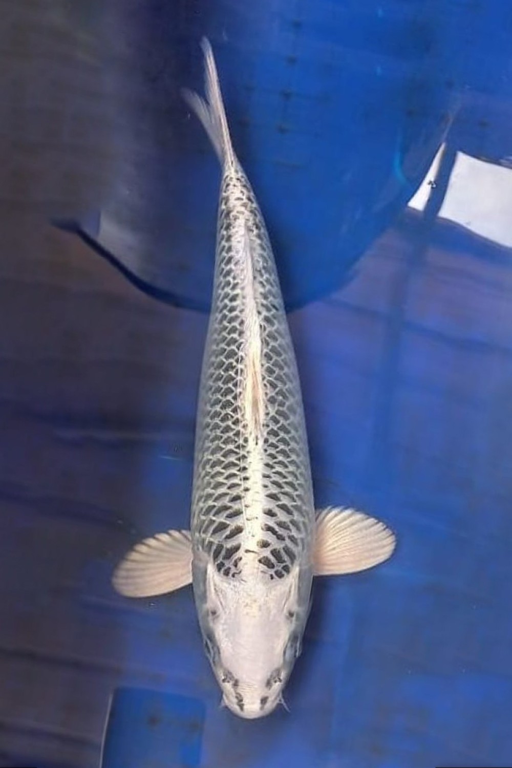 Juara 2