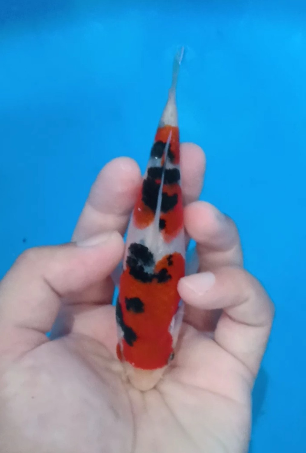 Ikan Koi Taisho Sanshoku