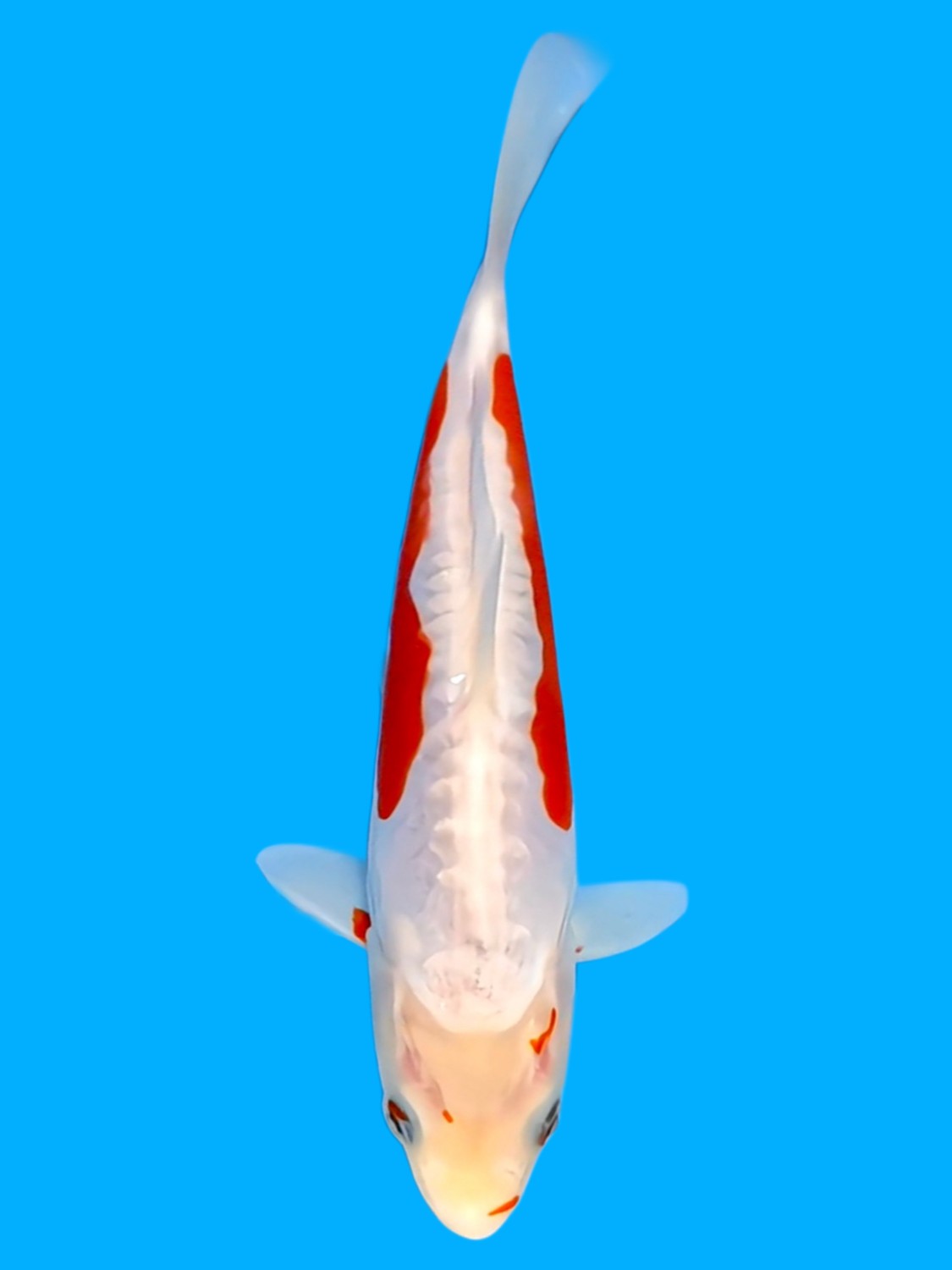 Juara 2