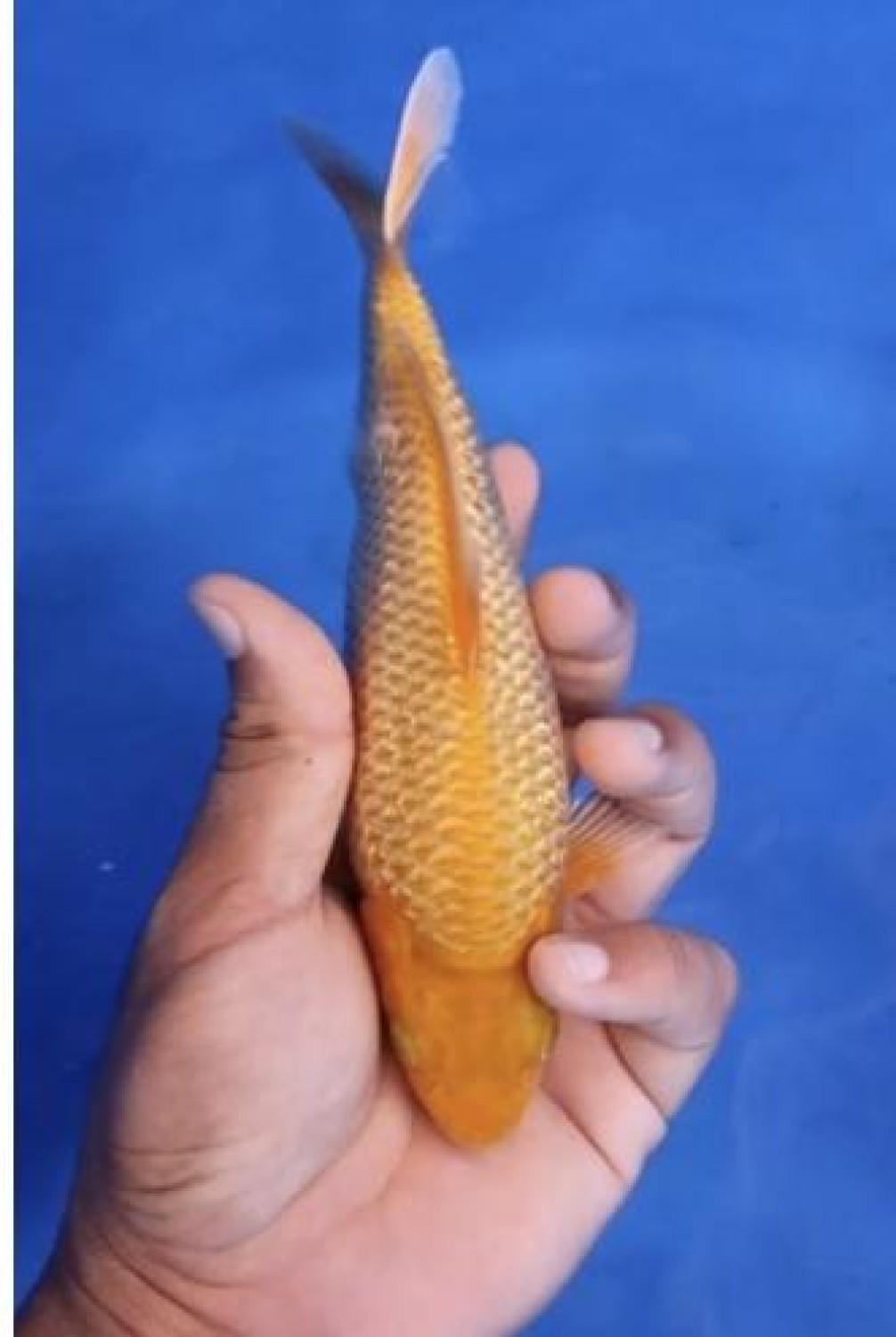 Juara 2