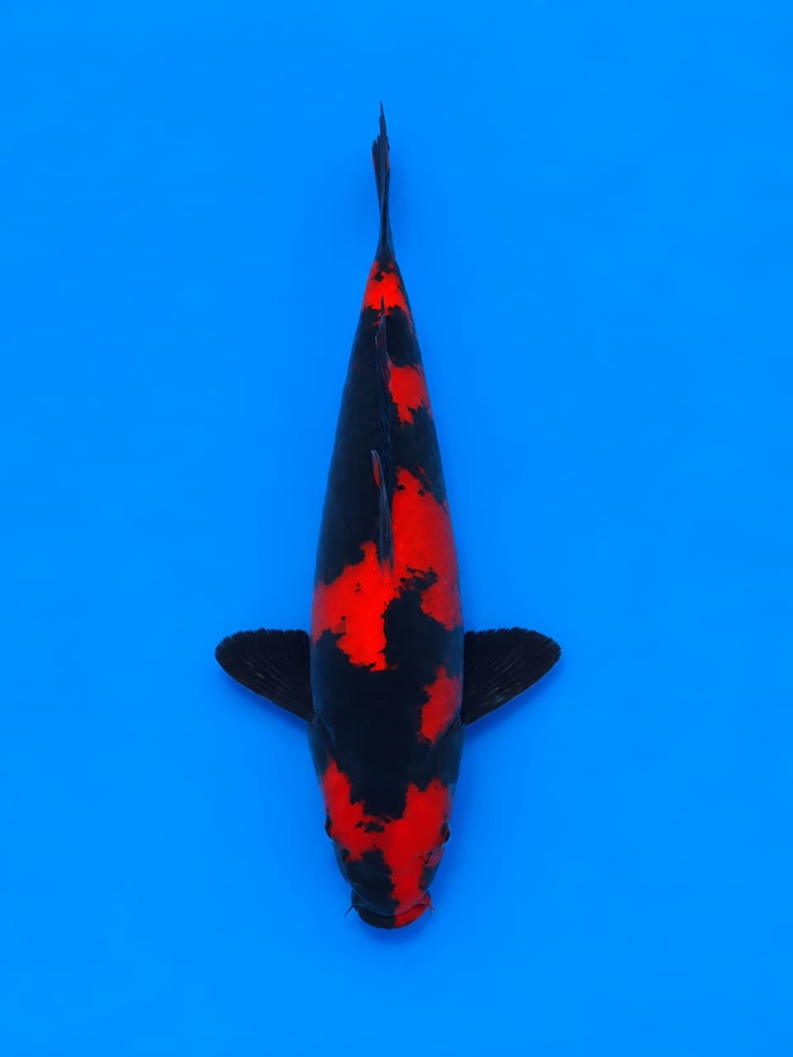 Best In Size D 26 - 30 cm