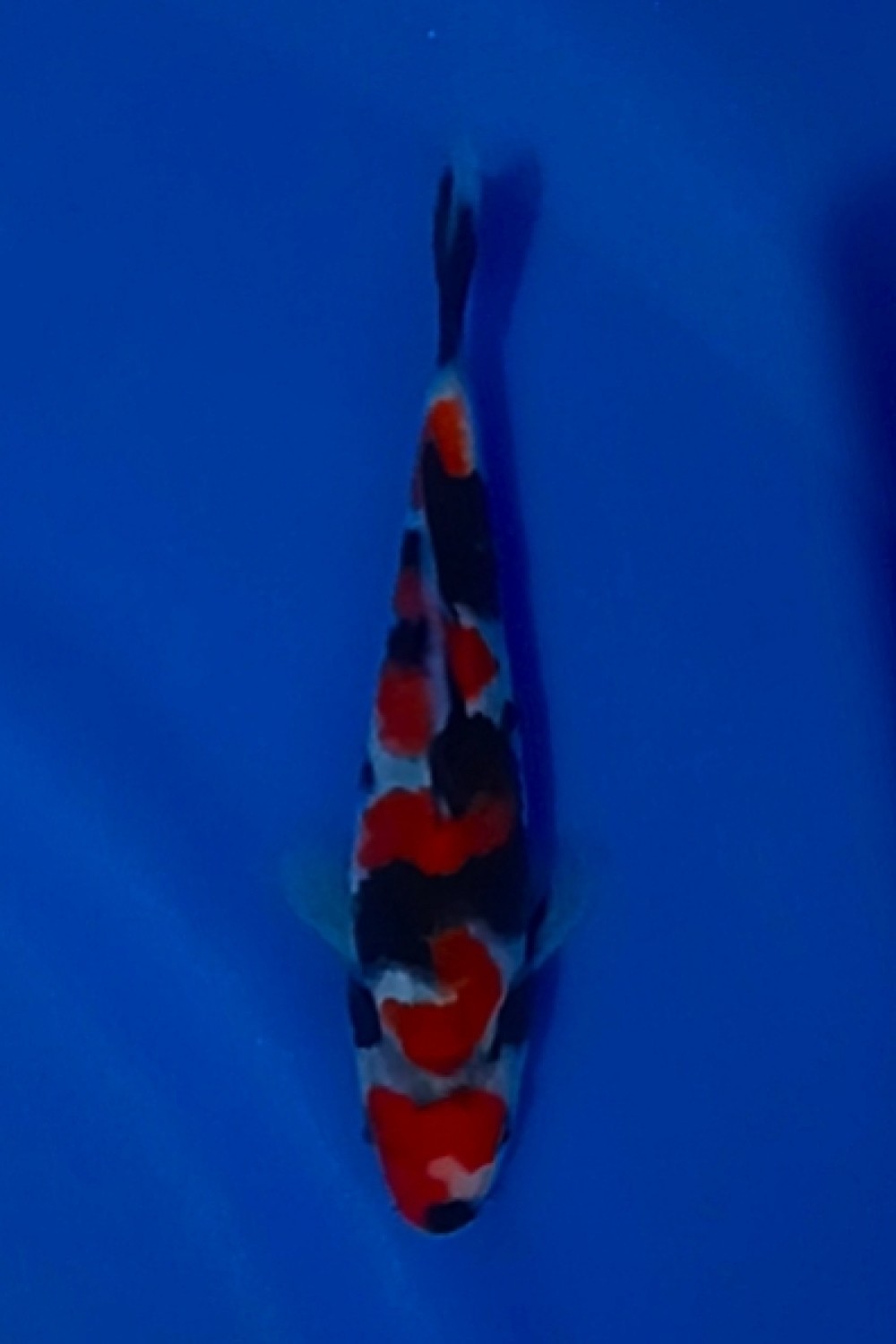 Juara 3