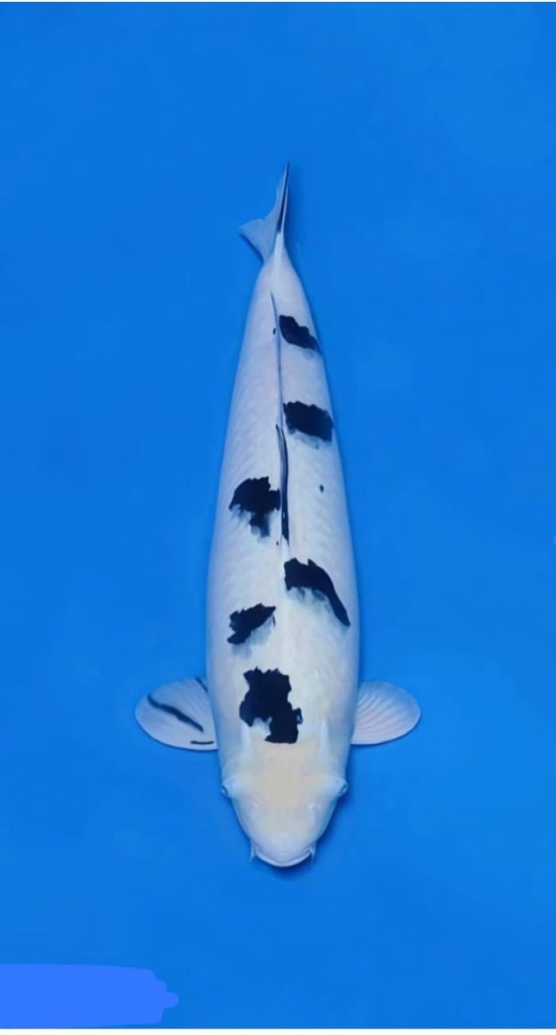Juara 1