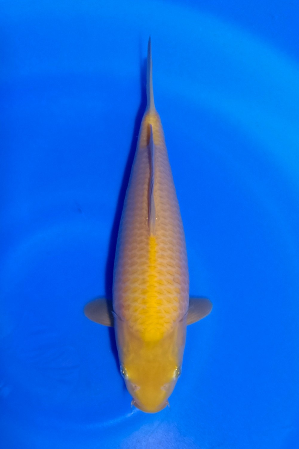Juara 2