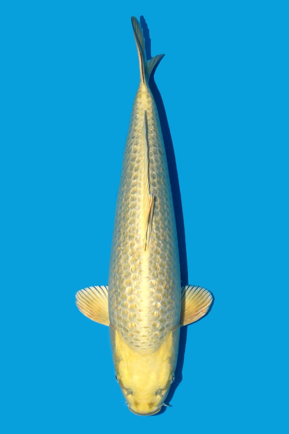Juara 2
