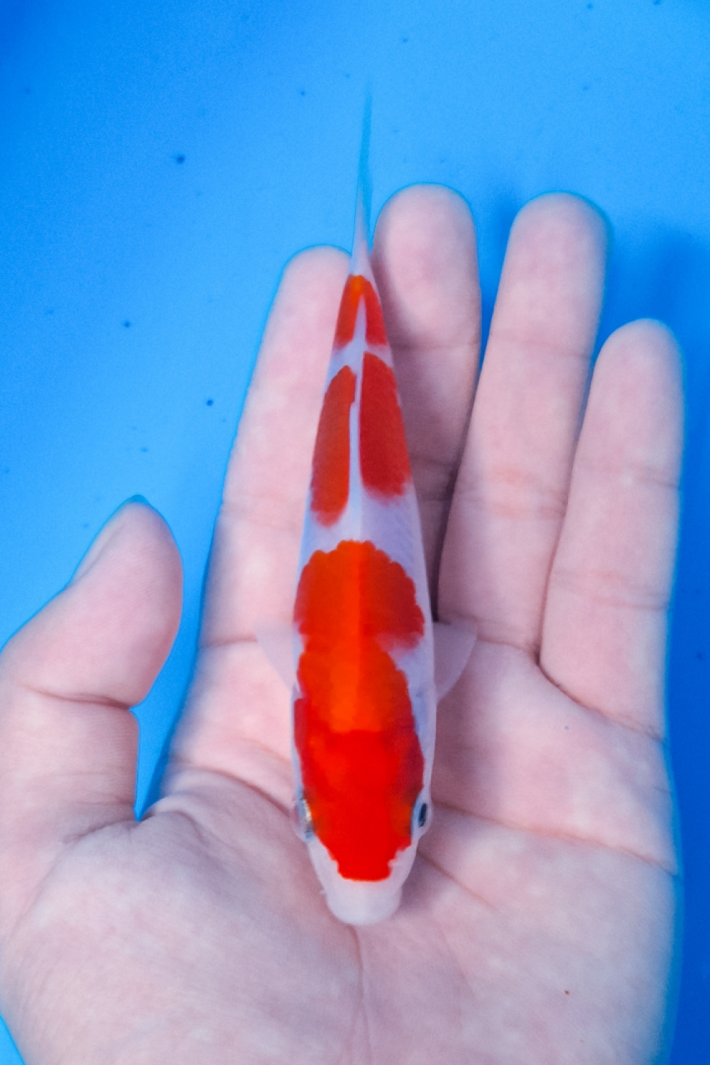 Best In Size A Up To 12 cm