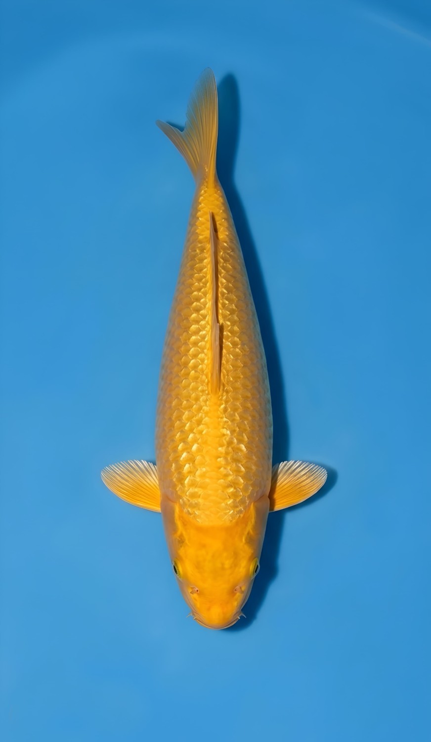 Juara 2