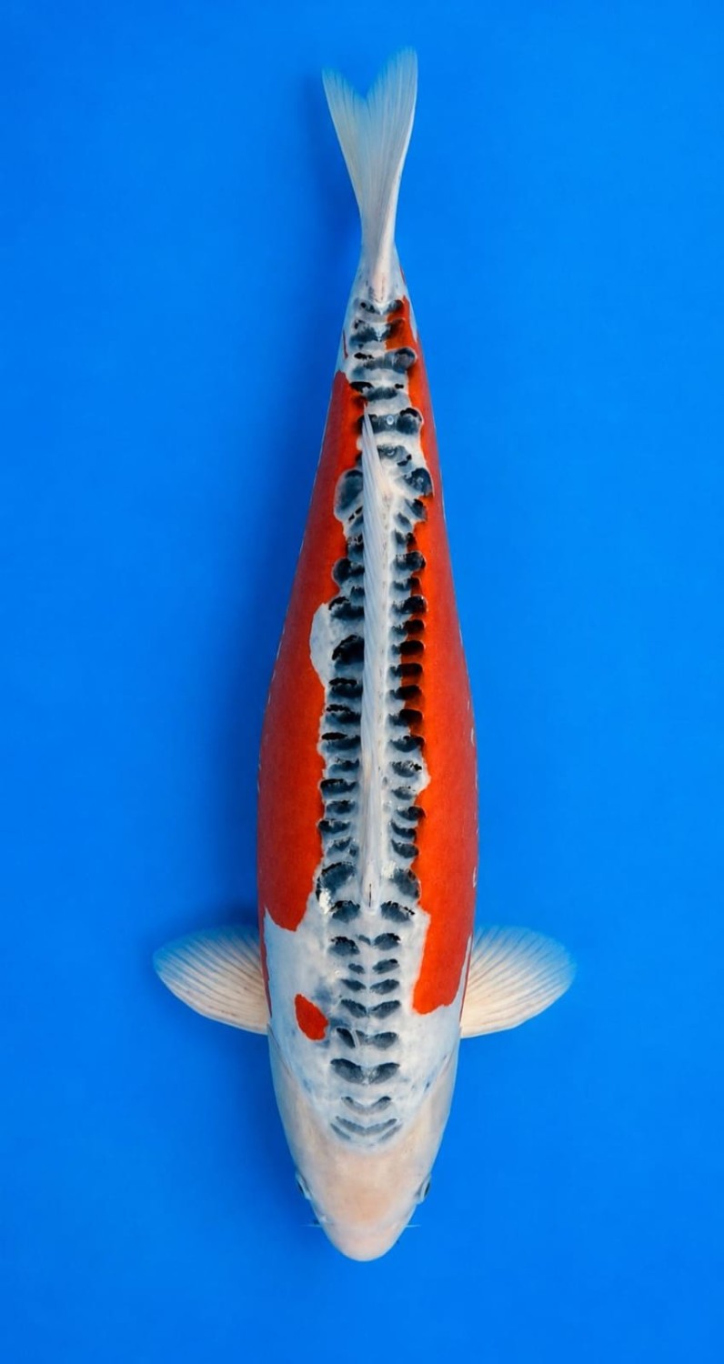 Best In Size D 61 - 65 cm