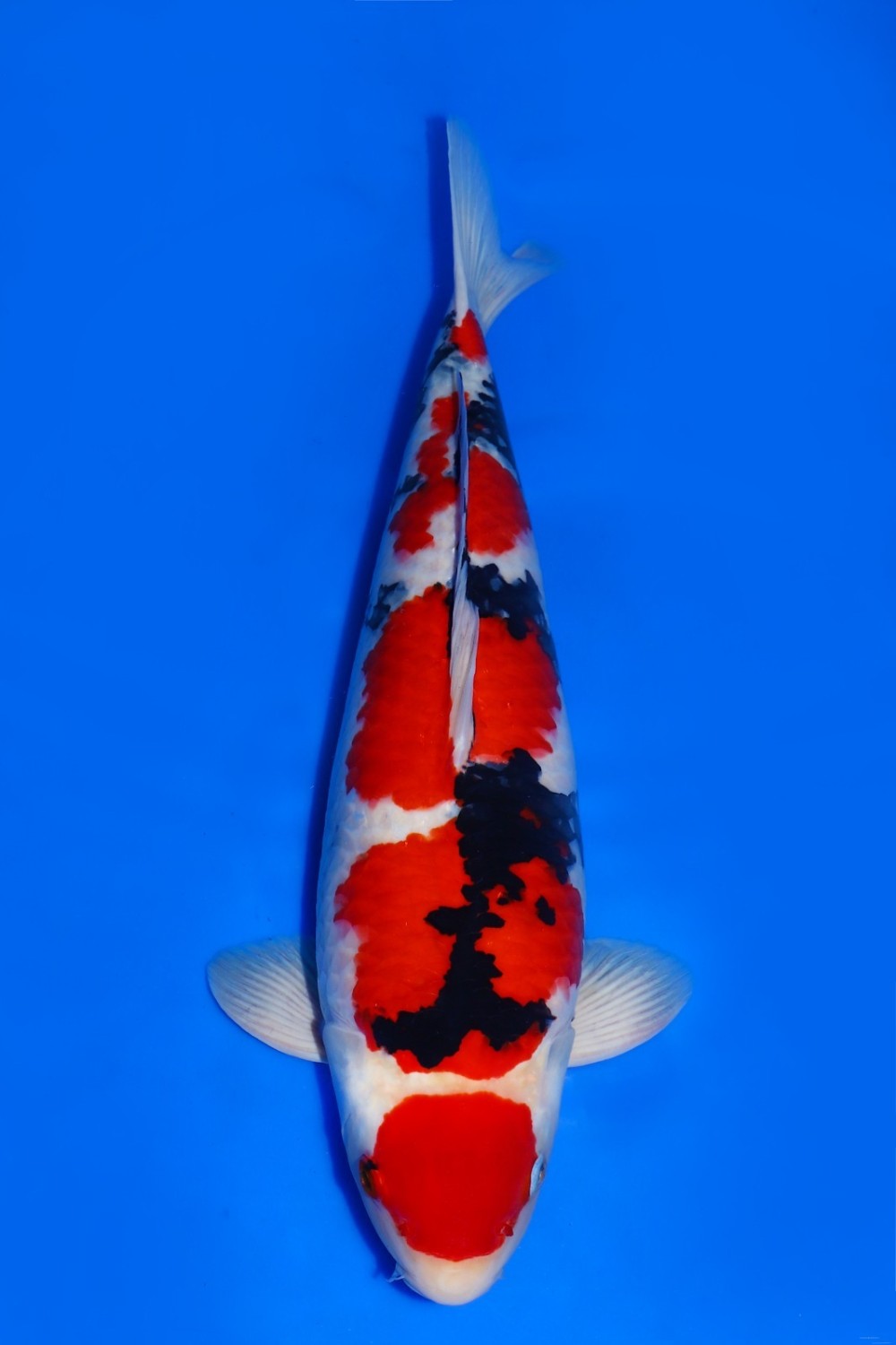 Juara 1