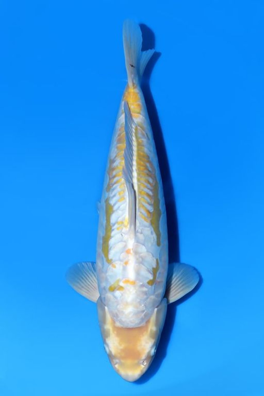 Juara 2