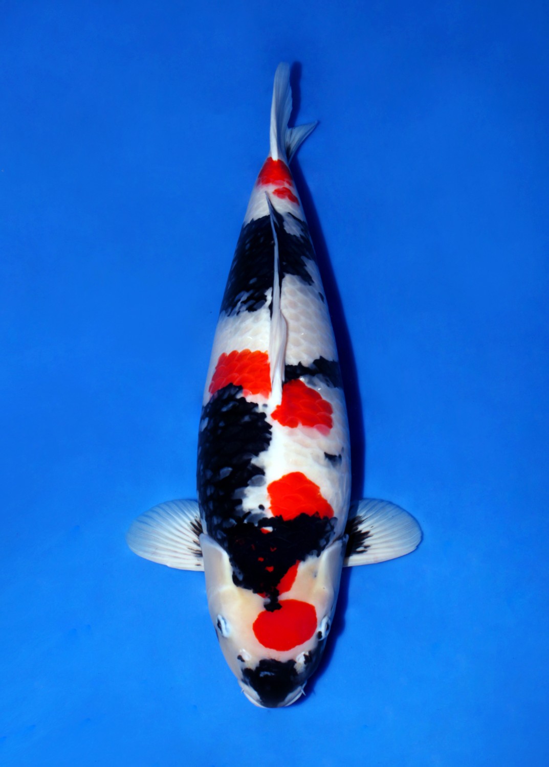 Juara 1