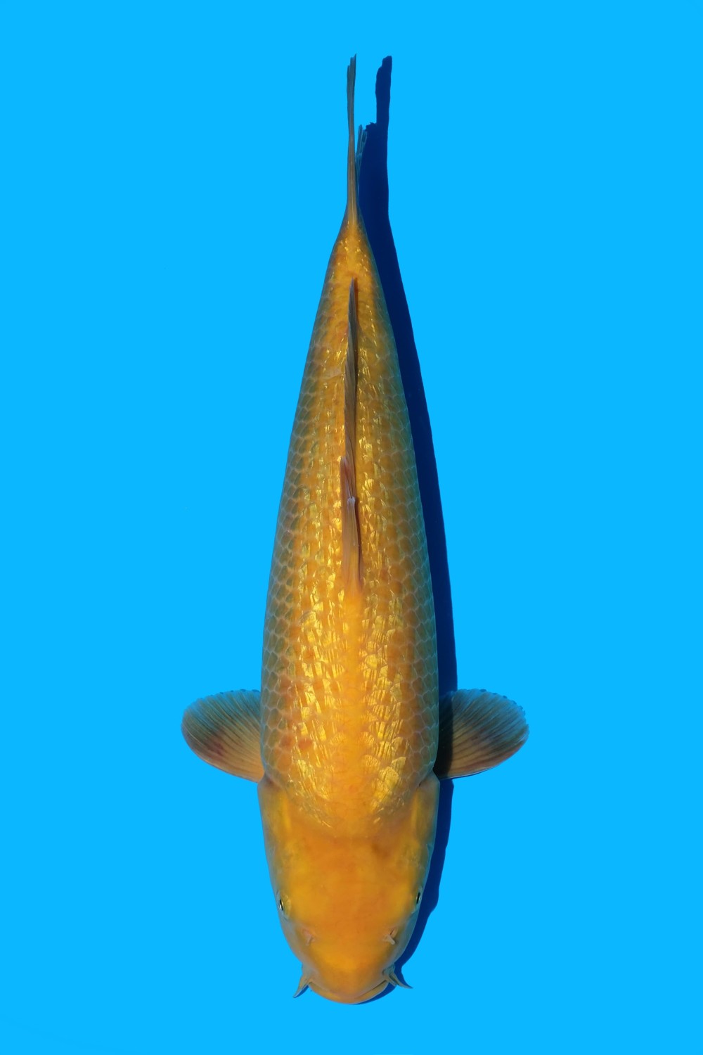 Juara 3