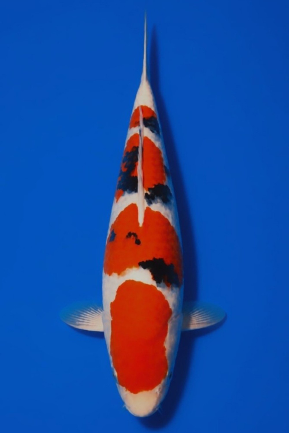 Juara 1