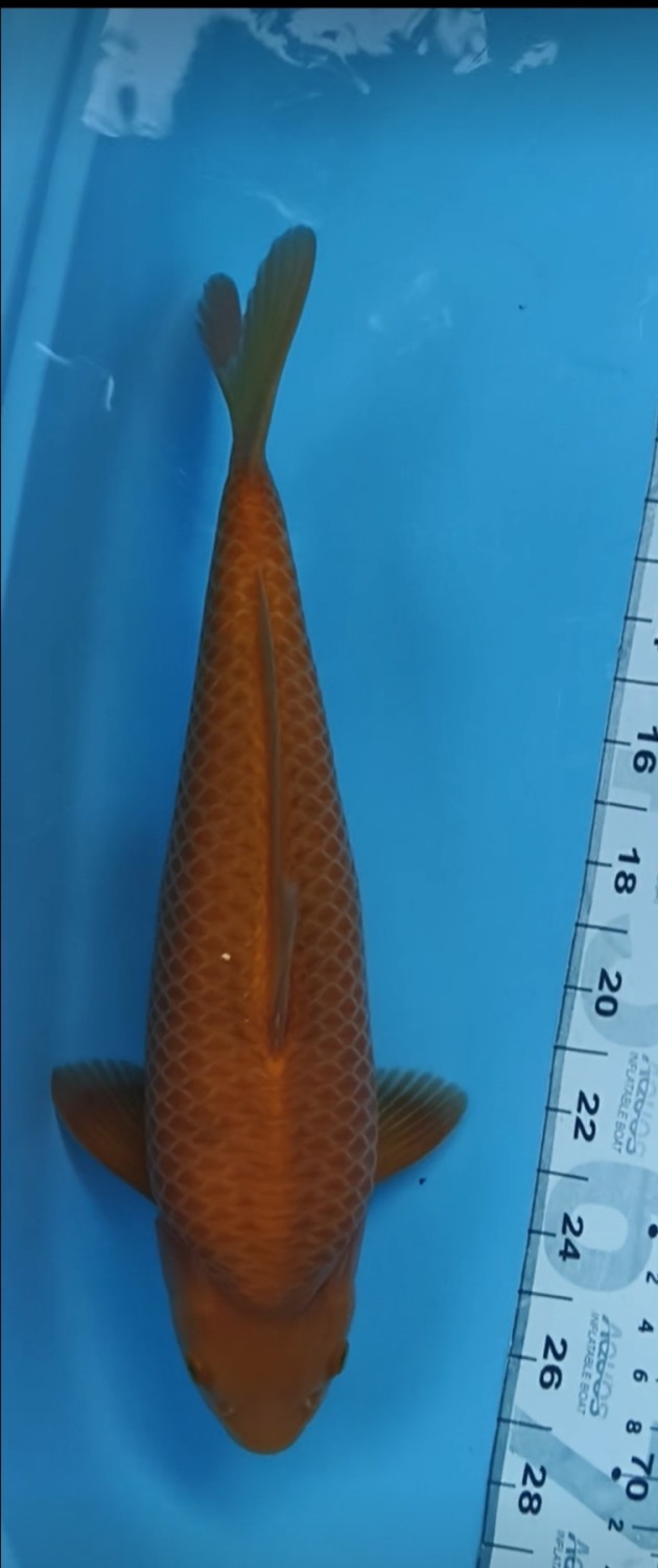Juara 1