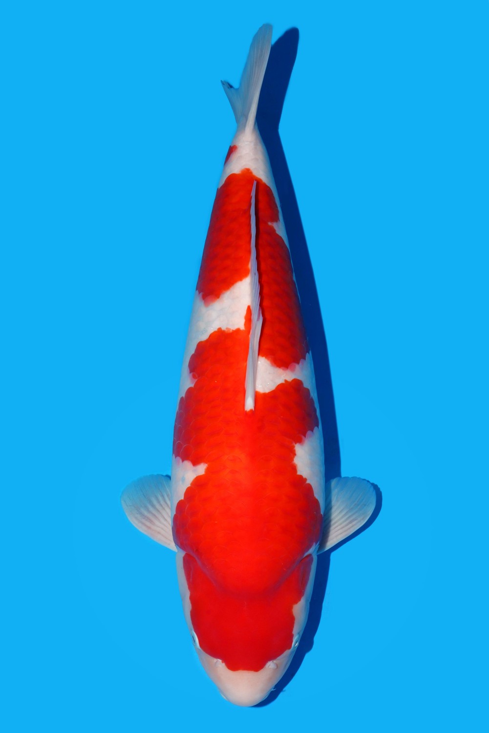Best In Size A 61 - 65 cm