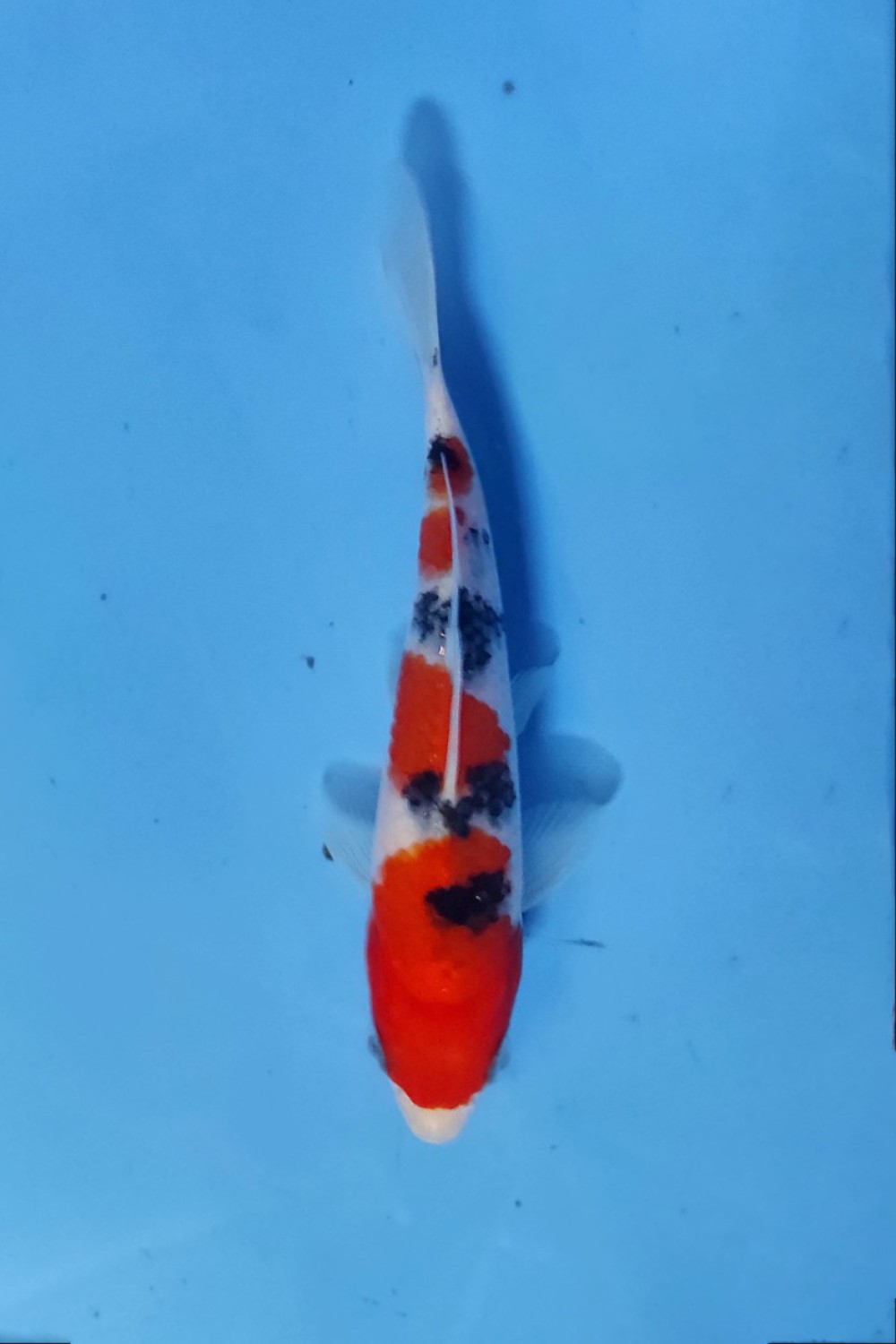 Ikan Koi Taisho Sanshoku