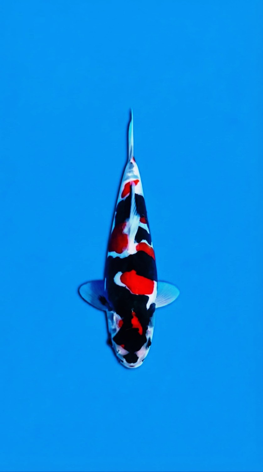 Juara 3