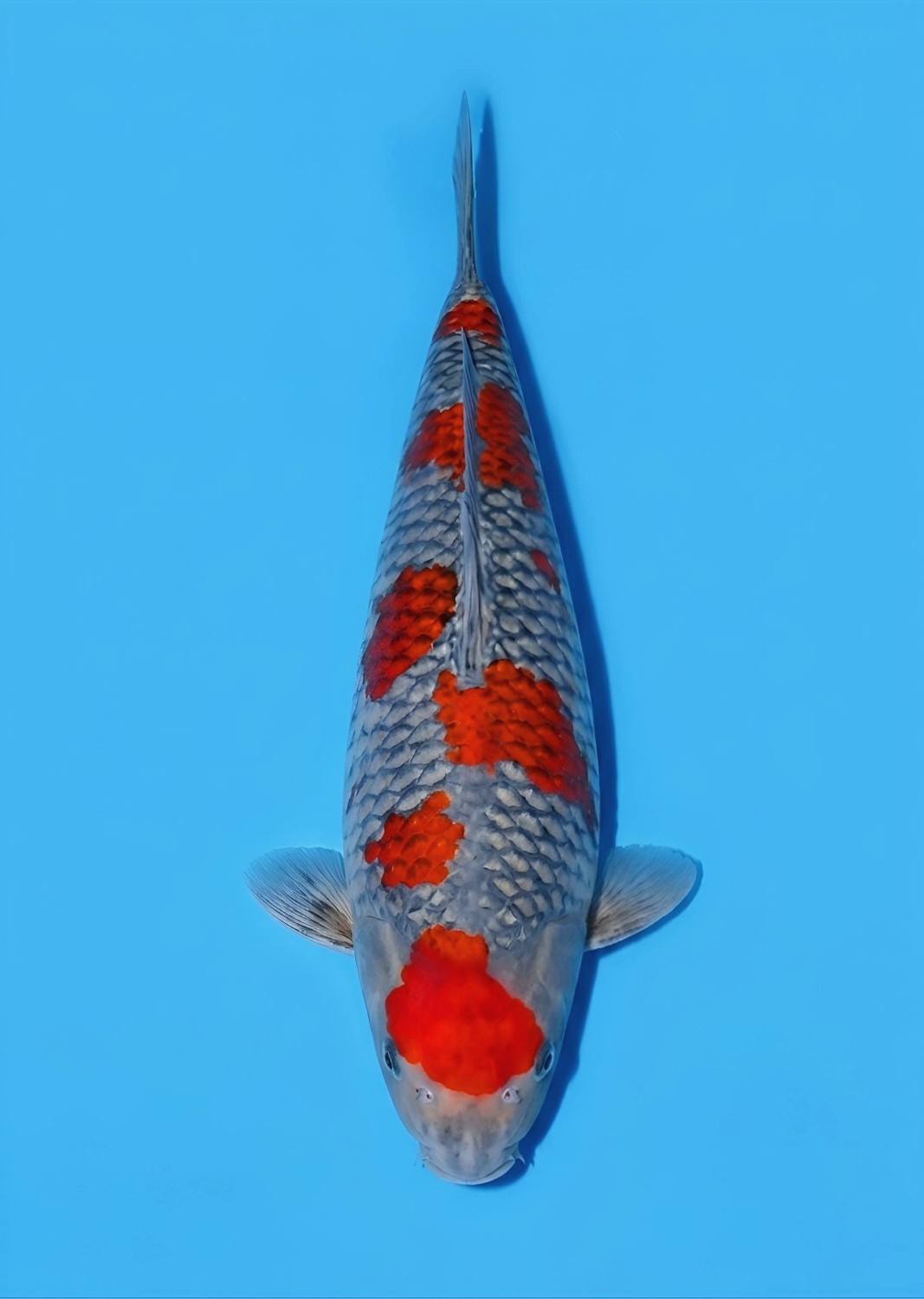 Juara 1