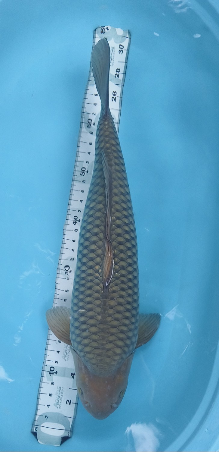 Juara 2