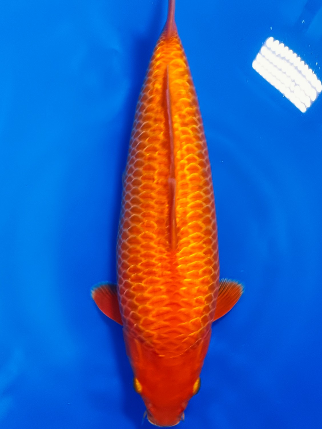 Juara 1