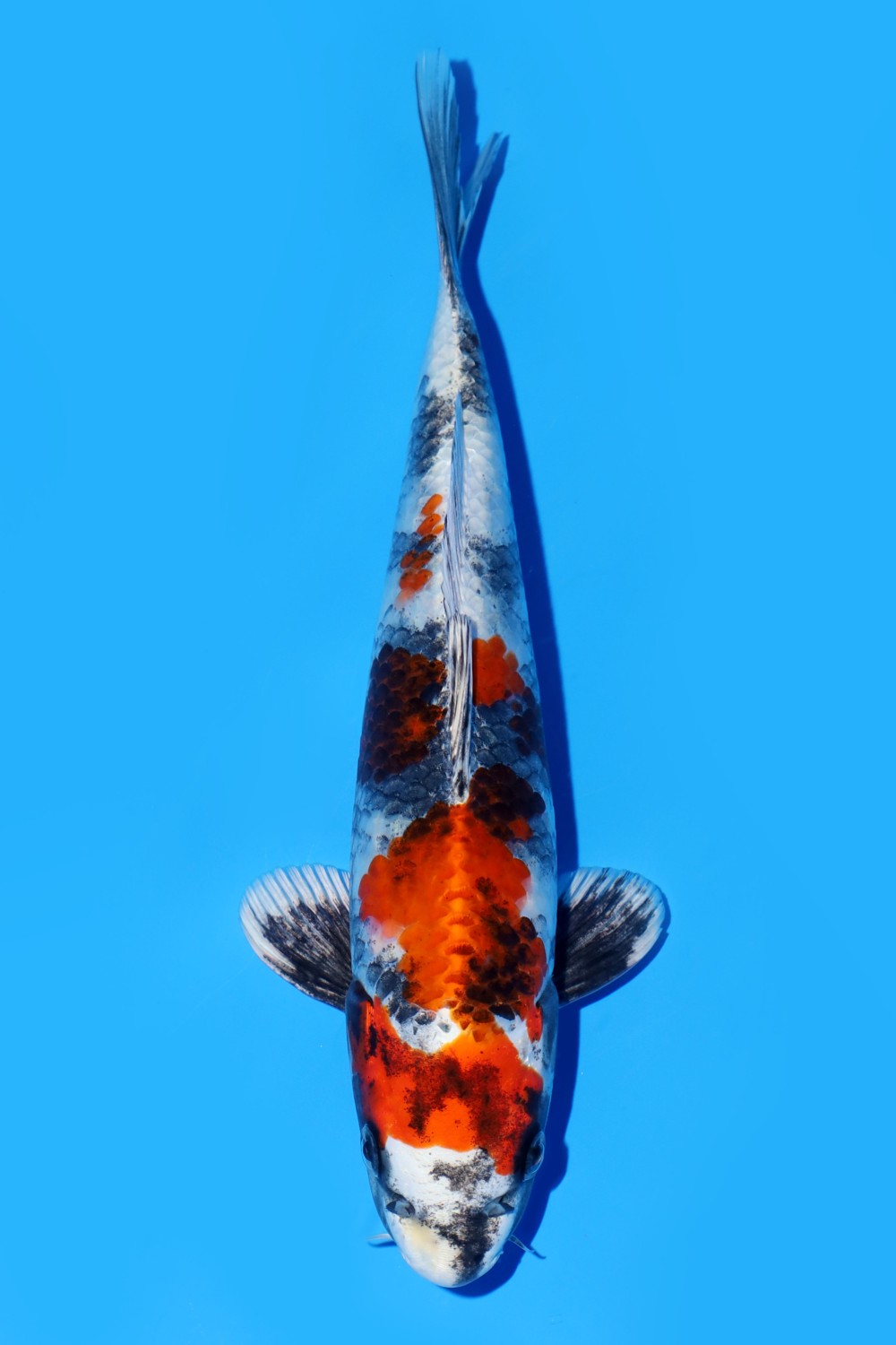 Juara 2