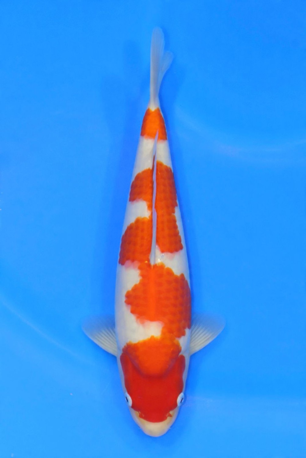Juara 1