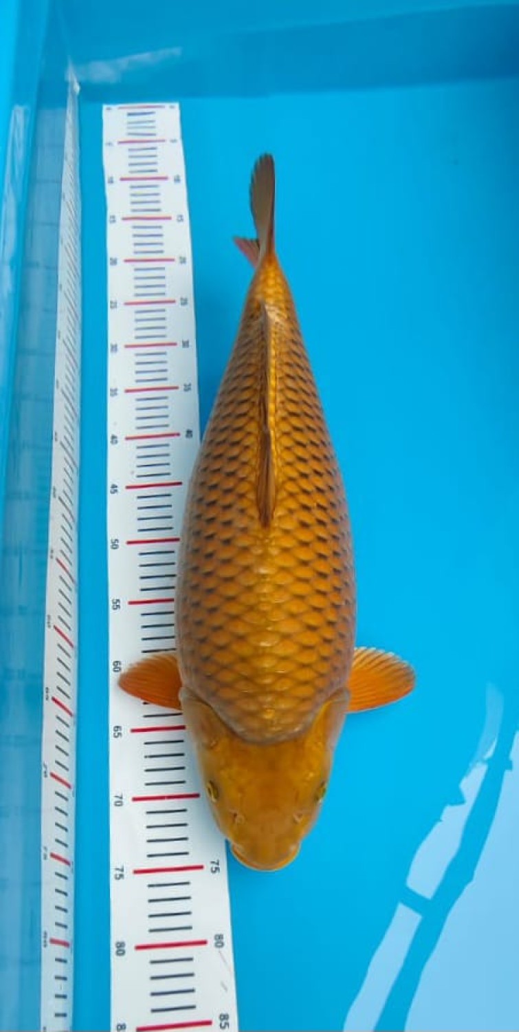 Juara 3