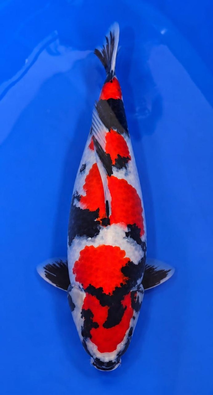 Juara 1