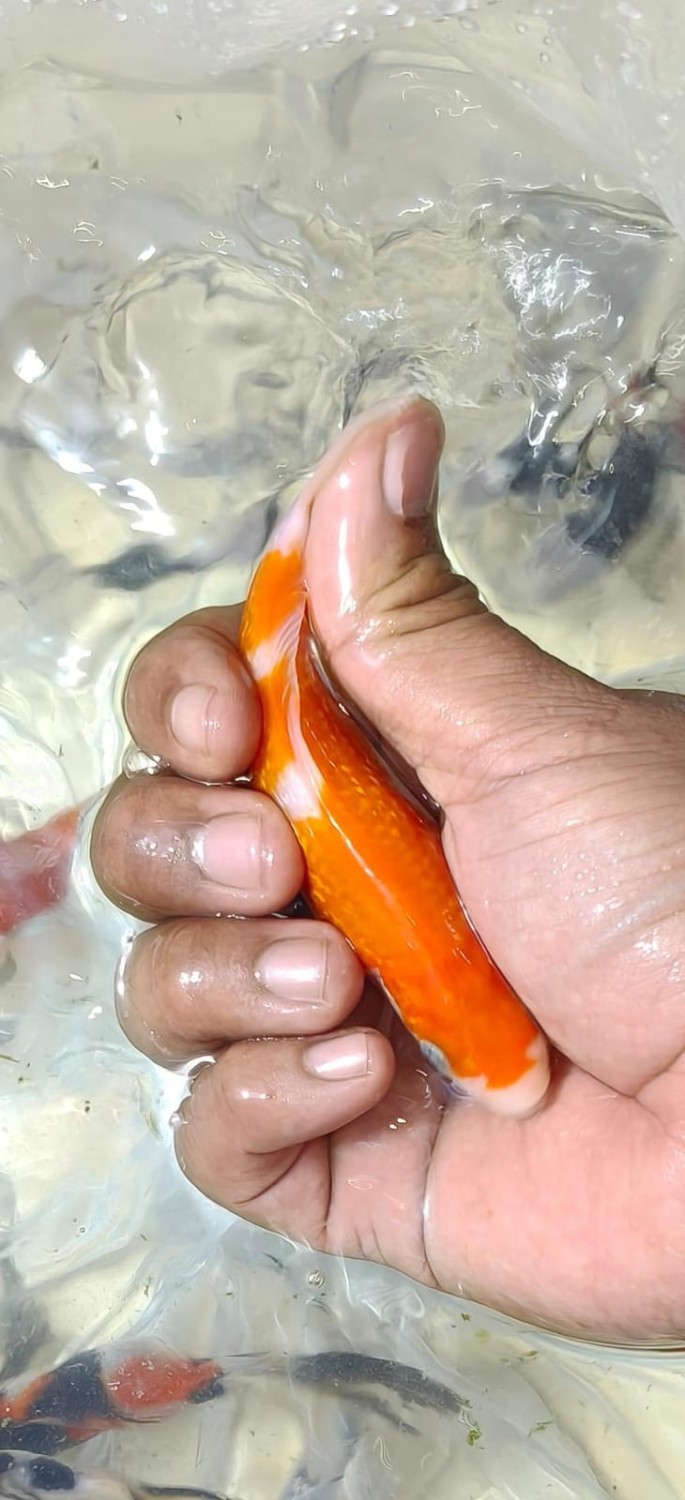 Juara 4