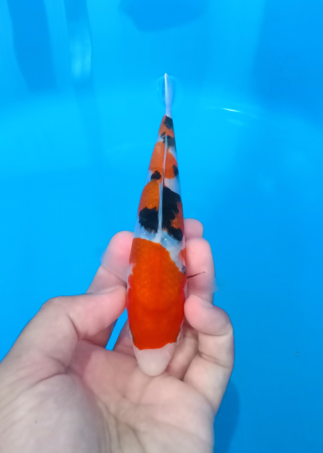 Ikan Koi Taisho Sanshoku