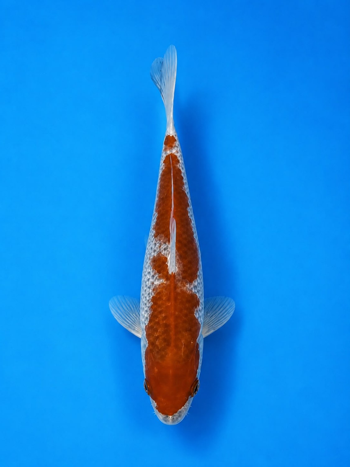 Juara 1