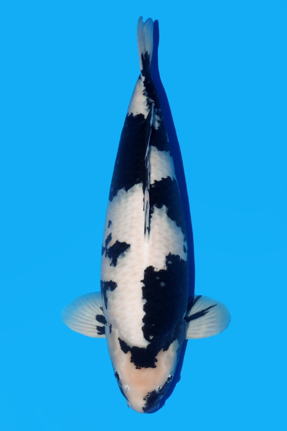 Juara 3